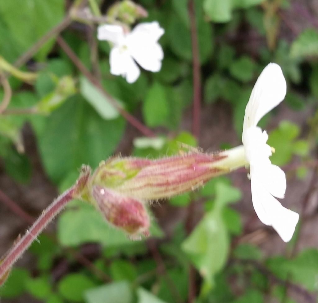 Silene latifolia